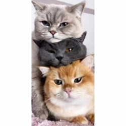 Husa Personalizata SAMSUNG Galaxy J7 2017 Lazy Cats
