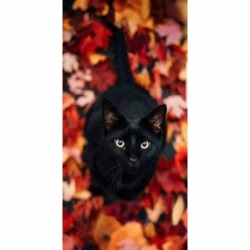 Husa Personalizata SAMSUNG Galaxy S6 Edge Plus Black Cat