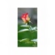 Husa Personalizata SAMSUNG Galaxy XCover 4 Trandafir