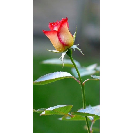 Husa Personalizata SAMSUNG Galaxy Note 10 Trandafir