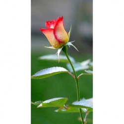Husa Personalizata APPLE iPhone 6\6S Plus Trandafir