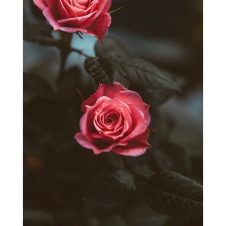 Husa Personalizata APPLE iPhone 12 Mini Red Roses