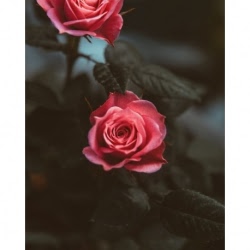 Husa Personalizata ALLVIEW A5 Easy Red Roses