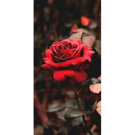 Husa Personalizata SAMSUNG Galaxy Note 9 Rose