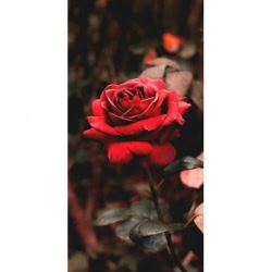Husa Personalizata APPLE iPhone 6\6S Plus Rose