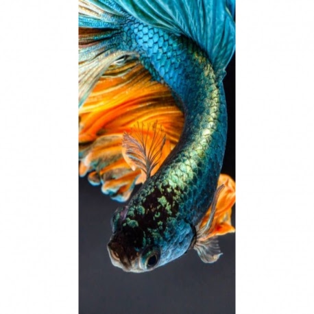 Husa Personalizata SONY Xperia XZ2 Premium Fish