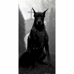 Husa Personalizata HUAWEI Mate 10 Pro Black Dog