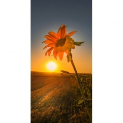 Husa Personalizata REALME 7 Pro Sunflower