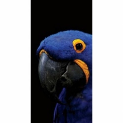 Husa Personalizata SAMSUNG Galaxy Note 20 Ultra Polly