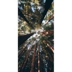 Husa Personalizata SAMSUNG Galaxy A8 Plus 2018 Forest 2