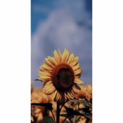 Husa Personalizata SAMSUNG Galaxy A8 Plus 2018 Sunflower 1