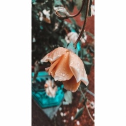 Husa Personalizata LG G8 ThinQ Rainy Rose