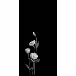 Husa Personalizata SAMSUNG Galaxy S6 Edge Plus White Flowers 1